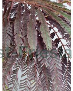 Albizia jul.'Summer Chocolate' 125-150 cm C7.5