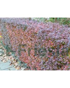 Berberis thunb. 'Atropurpurea' 30-40 kw, bos á 25 stuks