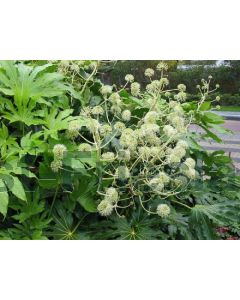 Fatsia japonica 125-150 cm C40