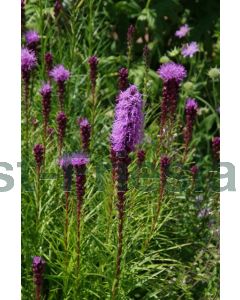 Liatris spicata C2