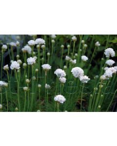 Armeria mar. 'Alba' C2