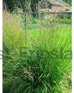 Molinia arund. 'Karl Foerster' C2