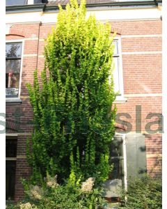 Ulmus holl. 'Wredei' 10/12 drkl beveerd