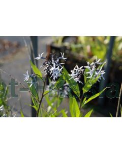 Amsonia 'Blue Ice' P9 / 24 per kist