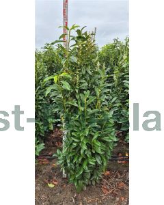 Prunus l.'Genolia Mariblon'® 140-160 cm kluit