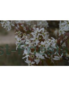 Amelanchier lamarckii 125-150 cm C10