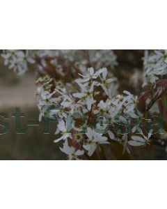 Amelanchier lamarckii 350-400 cm C450 Meerstam