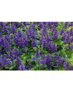 Ajuga reptans P9 / 24 per kist