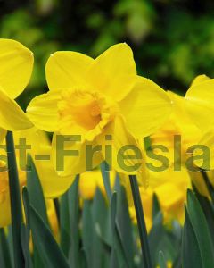 Narcissus Carlton 12/14 per 100