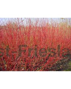 Cornus alba 'Sibirica' 80-100 cm C7.5
