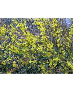 Forsythia int. Week-End 80-100 cm C5