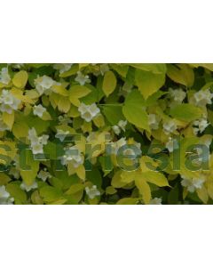 Philadelphus cor. 'Aureus' 100-125 cm C20