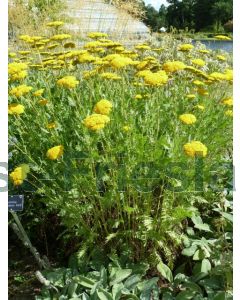 Achillea 'Coronation Gold' C2