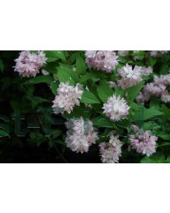 Deutzia h. 'Strawberry Field' 40-60 cm C4
