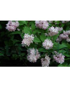 Deutzia h. 'Strawberry Fields' 125-150 cm C20
