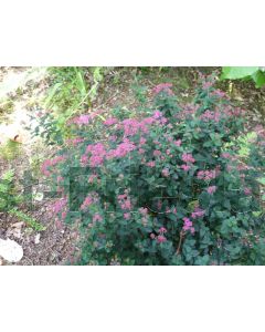 Spiraea jap. 'Crispa' 30-40 cm C2