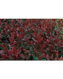 Photinia fras. 'Carré Rouge' 125-150 cm C20