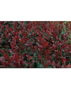 Photinia fras. 'Carré Rouge' C75 Ø  90 cm bolvorm
