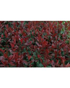 Photinia fras. 'Carré Rouge' C45 Haagelement b100 cm x h150 cm