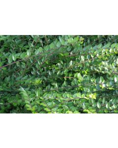 Lonicera nit. 'Elegant' C1.5