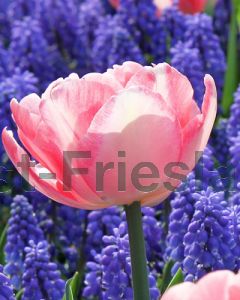 Tulipa Foxtrot 11/12 per 100