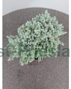 Juniperus squamata 'Blue Star' C2