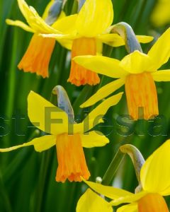 Narcissus Jetfire 12/14 per 100