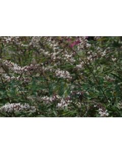 Vitex a.c. 'Albus' C3