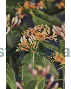 Lonicera henryi 175-200 cm C7.5