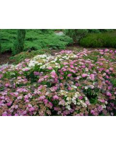 Spiraea jap. 'Genpei' C3