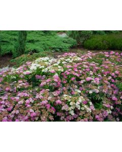 Spiraea jap. 'Genpei' 40-60 cm C10