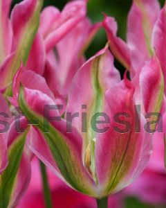Tulipa Virichic 11/12 per 100