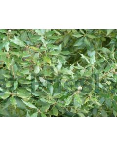 Quercus ilex 8/10 C25 leischerm 150 cm stam