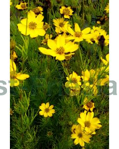 Coreopsis vert. 'Zagreb' C2