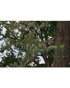 Robinia pseudoacacia 60-100 cm kw