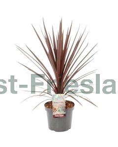 Cordyline aus.'Red Star' 40-50 cm C5