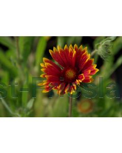 Gaillardia 'Kobold' P9 / 24 per kist