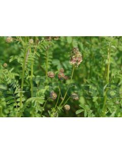 Sanguisorba minor C2