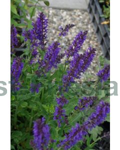 Salvia nem. 'Viola Klose' P9 / 24 per kist