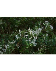 Deutzia lemoinei C3