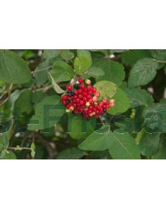Viburnum lantana 60-80 cm C10