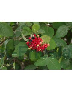 Viburnum lantana 80-100 cm kw 2-3 tak