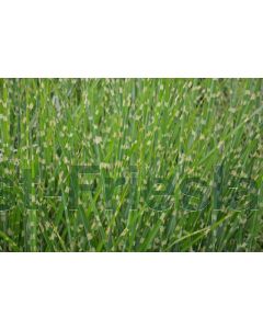 Miscanthus sin. 'Strictus' C2