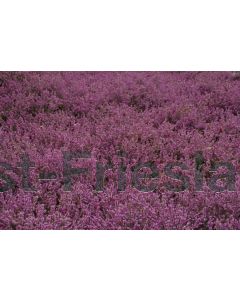 Erica darl. 'Darley Dale' C1.5