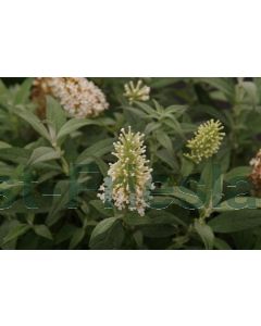 Buddleja dav. BFC 'Little White' C3