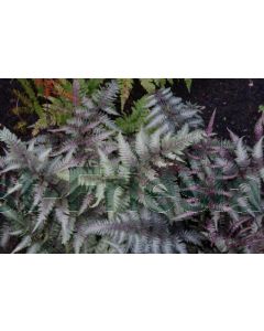 Athyrium niponicum 'Metallicum' C3