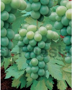 Vitis 'Riesling' 75 cm C2