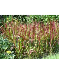 Imperata cylind. 'Red Baron' C5