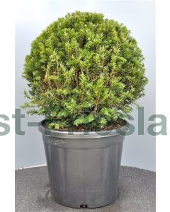 Taxus baccata C18 45/50cm  bolvorm