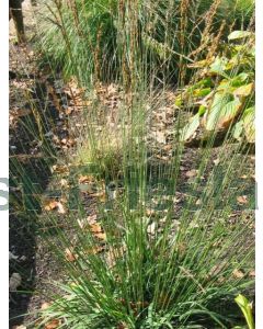 Molinia caerulea 'Strahlenquelle' P9 / 24 per kist